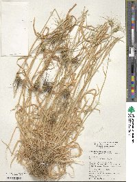 Aegilops geniculata image