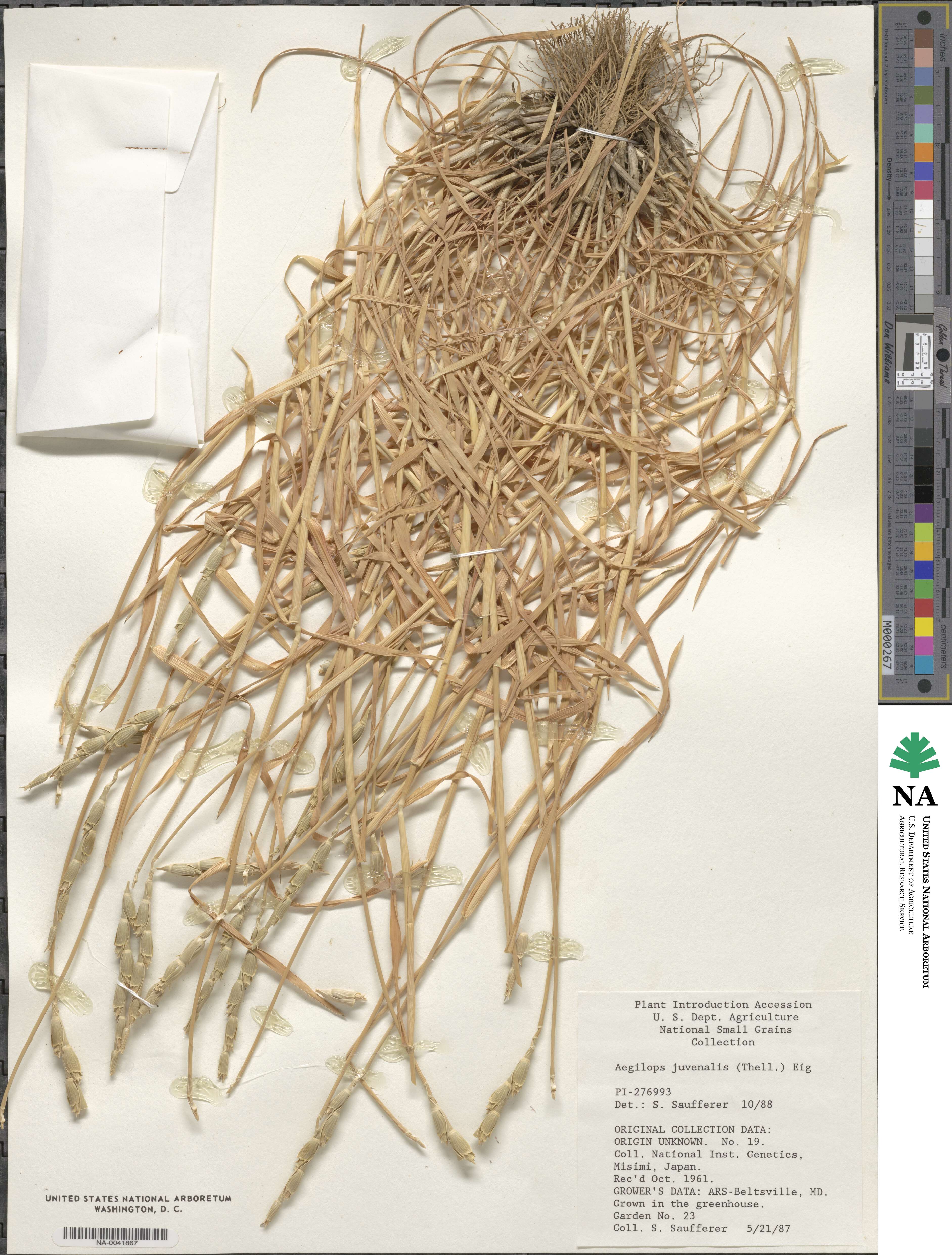 Aegilops juvenalis image