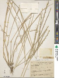 Image of Aegilops mutica