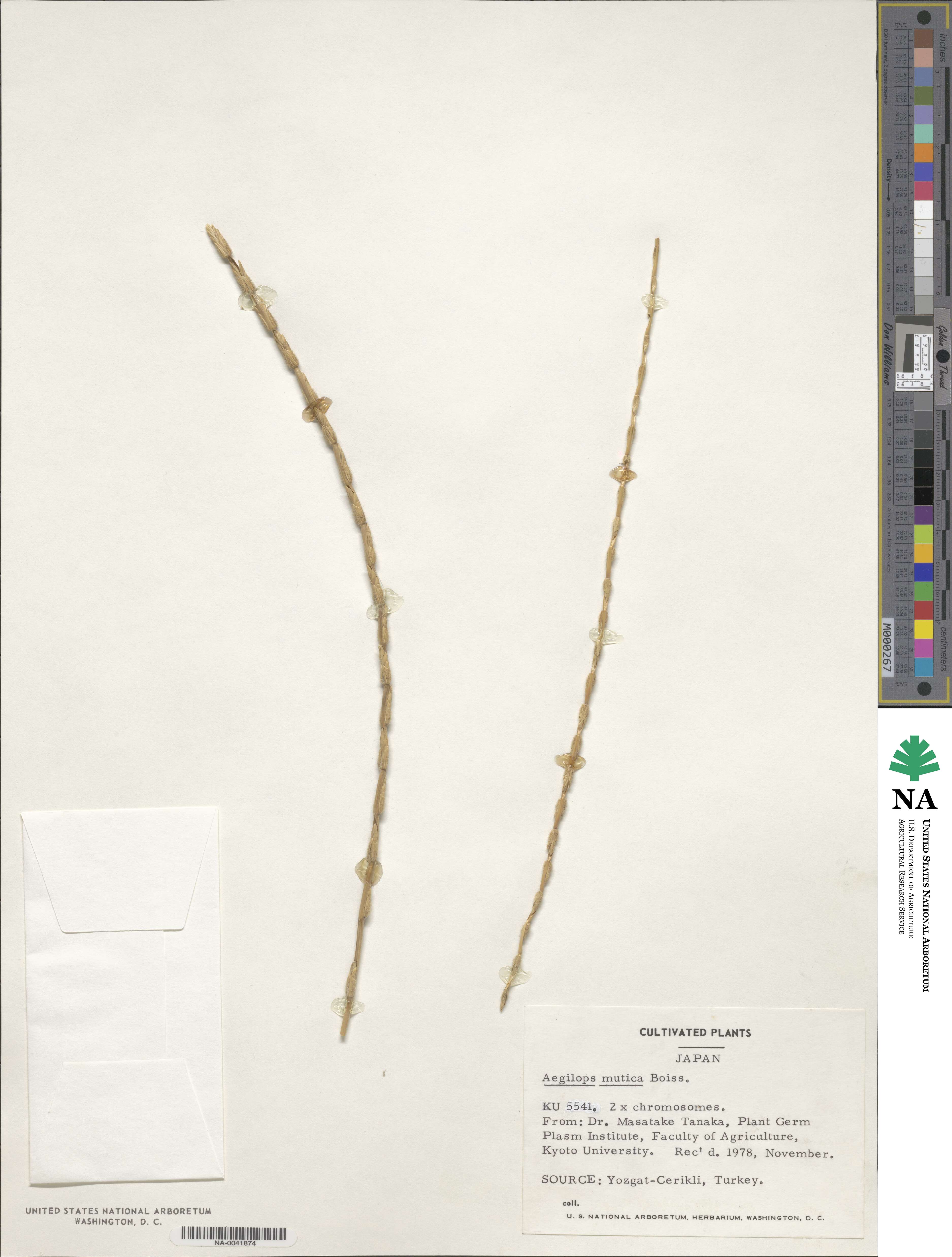 Aegilops mutica image