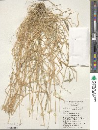 Aegilops peregrina image