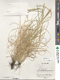 Aegilops triuncialis image