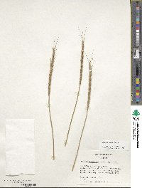 Aegilops triuncialis image