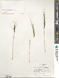 Aegilops triuncialis image