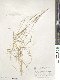 Aegilops triuncialis image