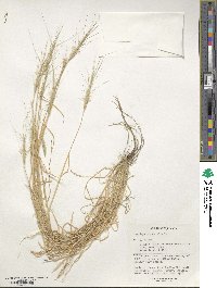 Aegilops triuncialis image