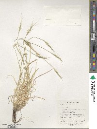 Aegilops triuncialis image