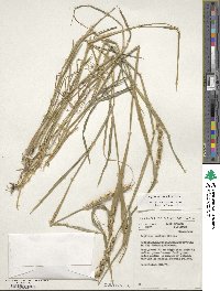 Aegilops tauschii image