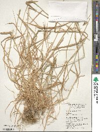 Aegilops tauschii image