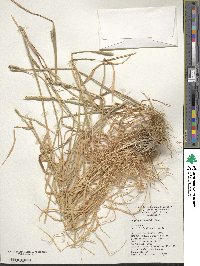 Aegilops tauschii image