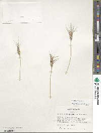 Aegilops triuncialis image