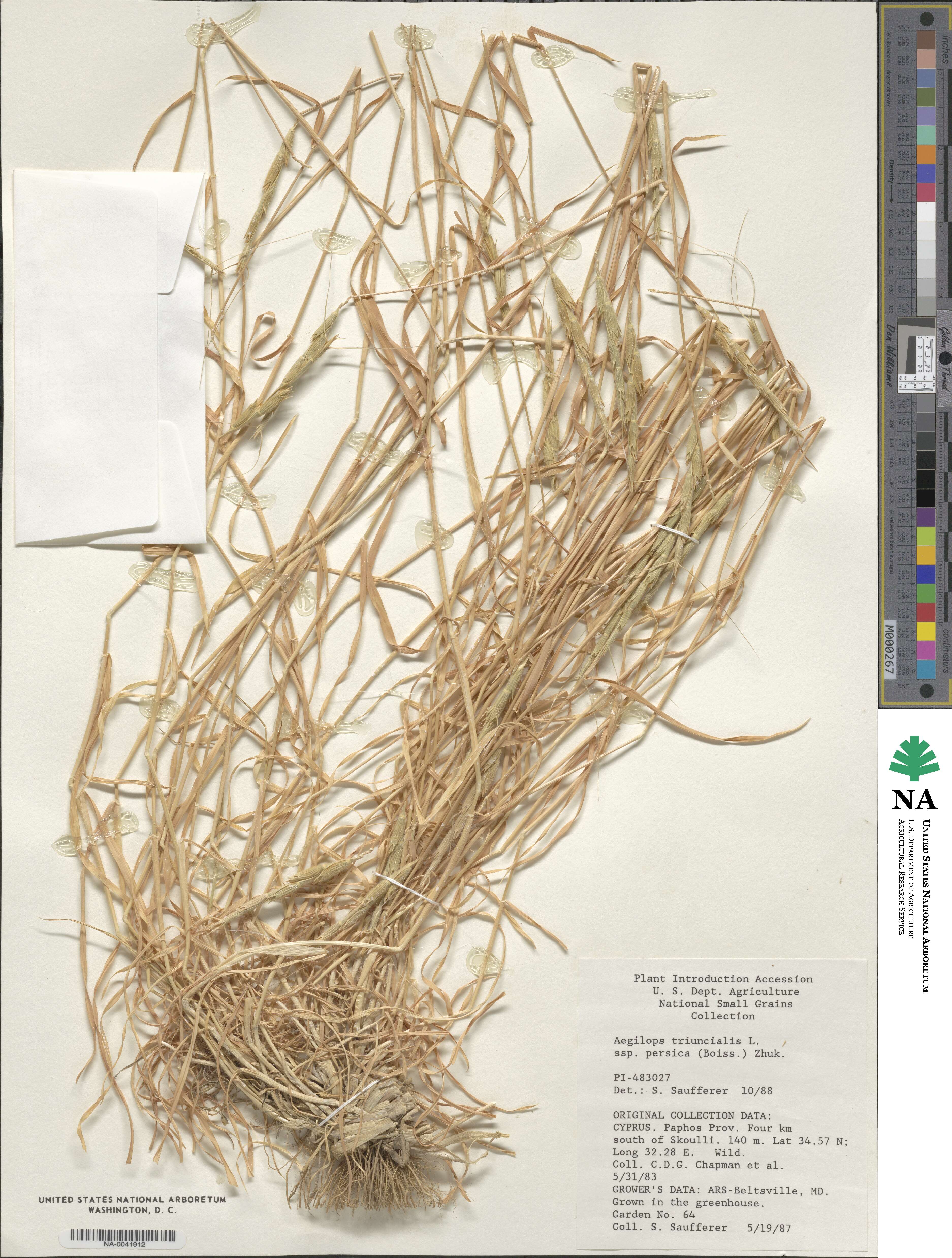 Aegilops triuncialis image