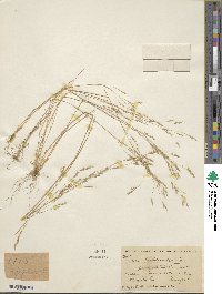 Deschampsia danthonioides image