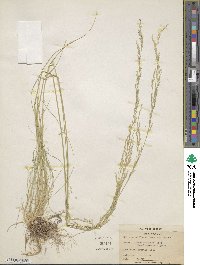 Deschampsia elongata image