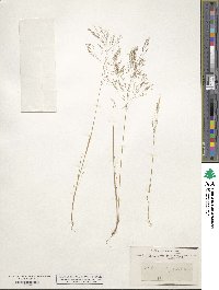 Aira elegans image