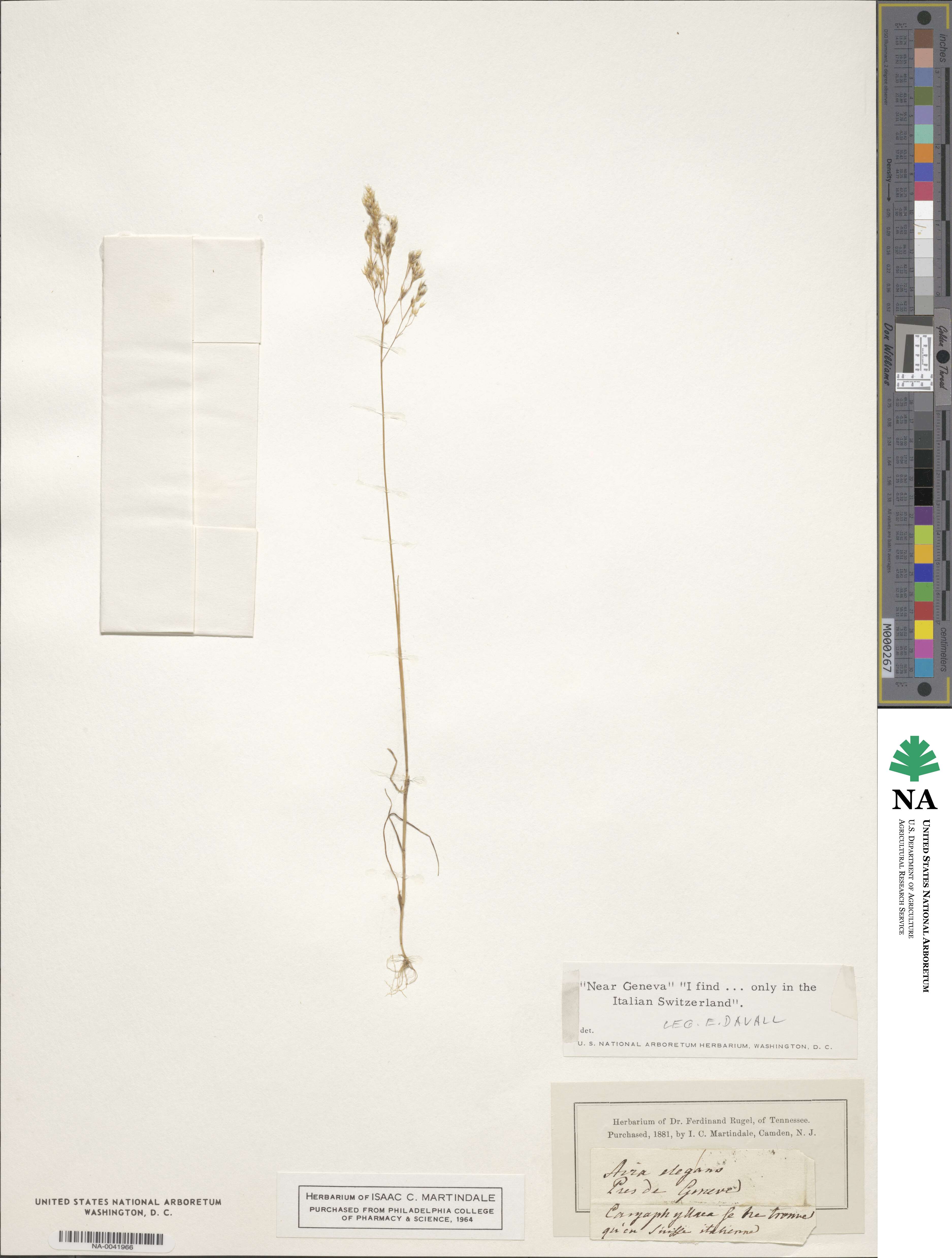 Aira elegans image