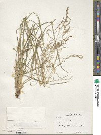 Deschampsia cespitosa image