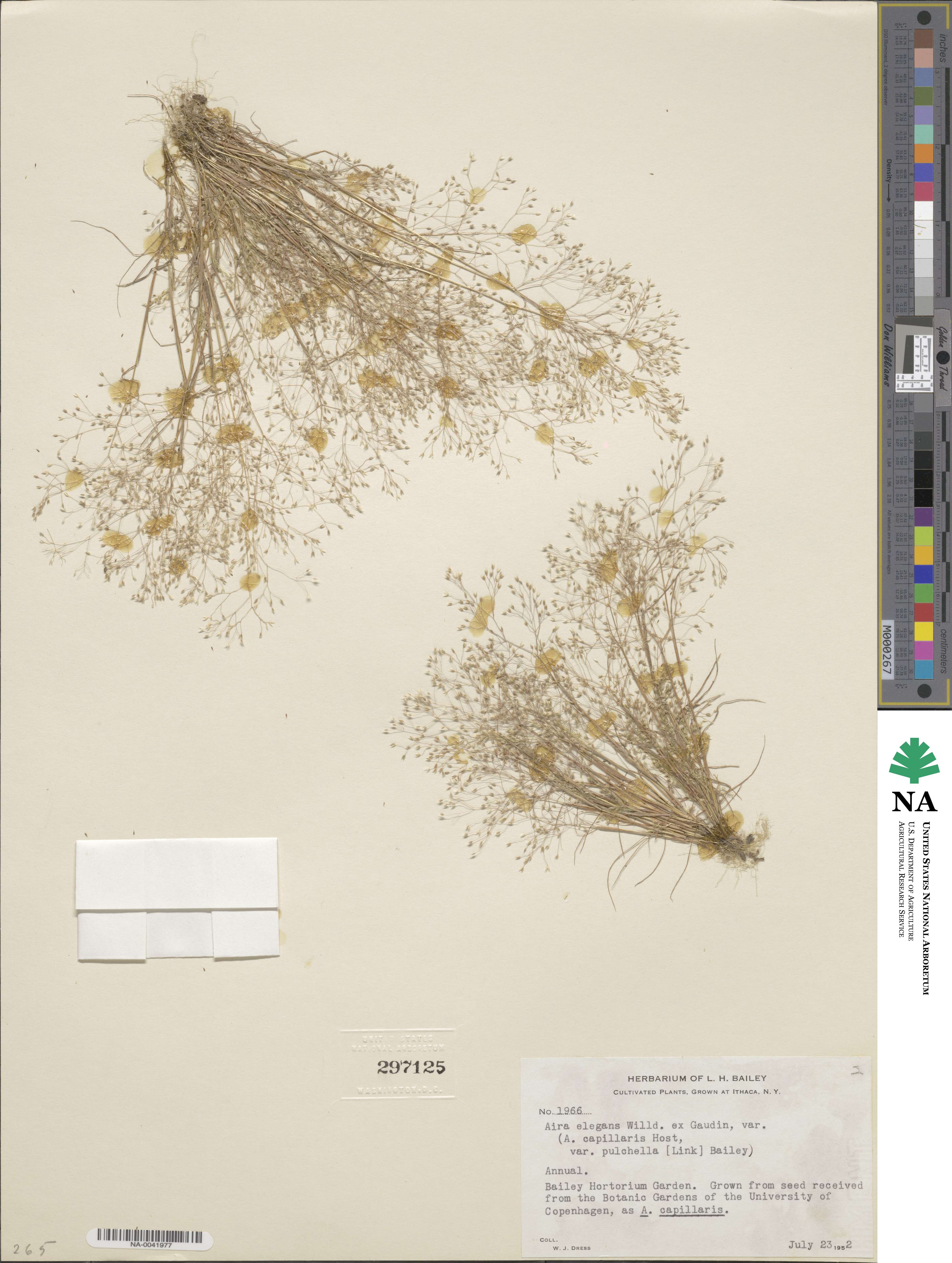 Aira elegans image