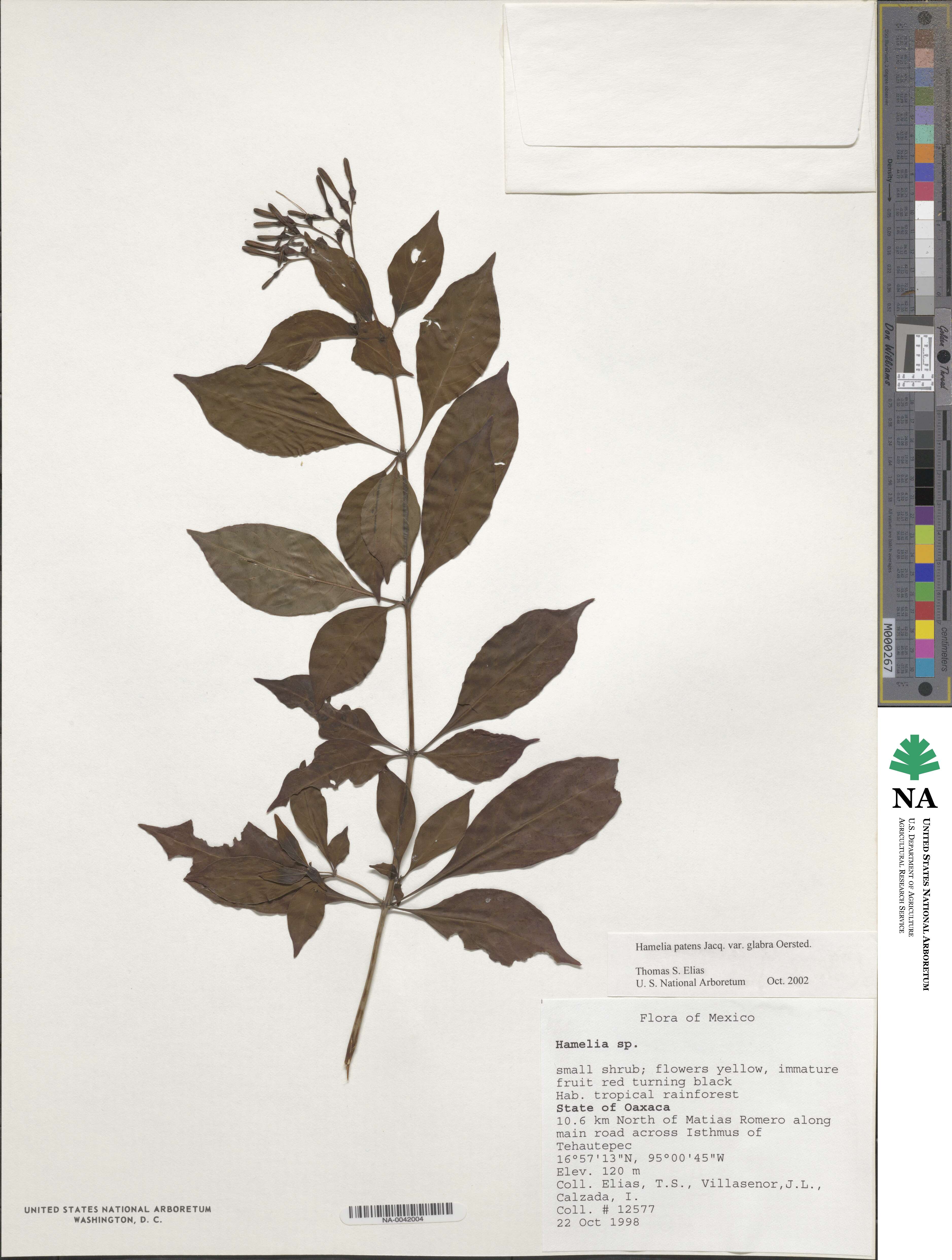 Hamelia patens image