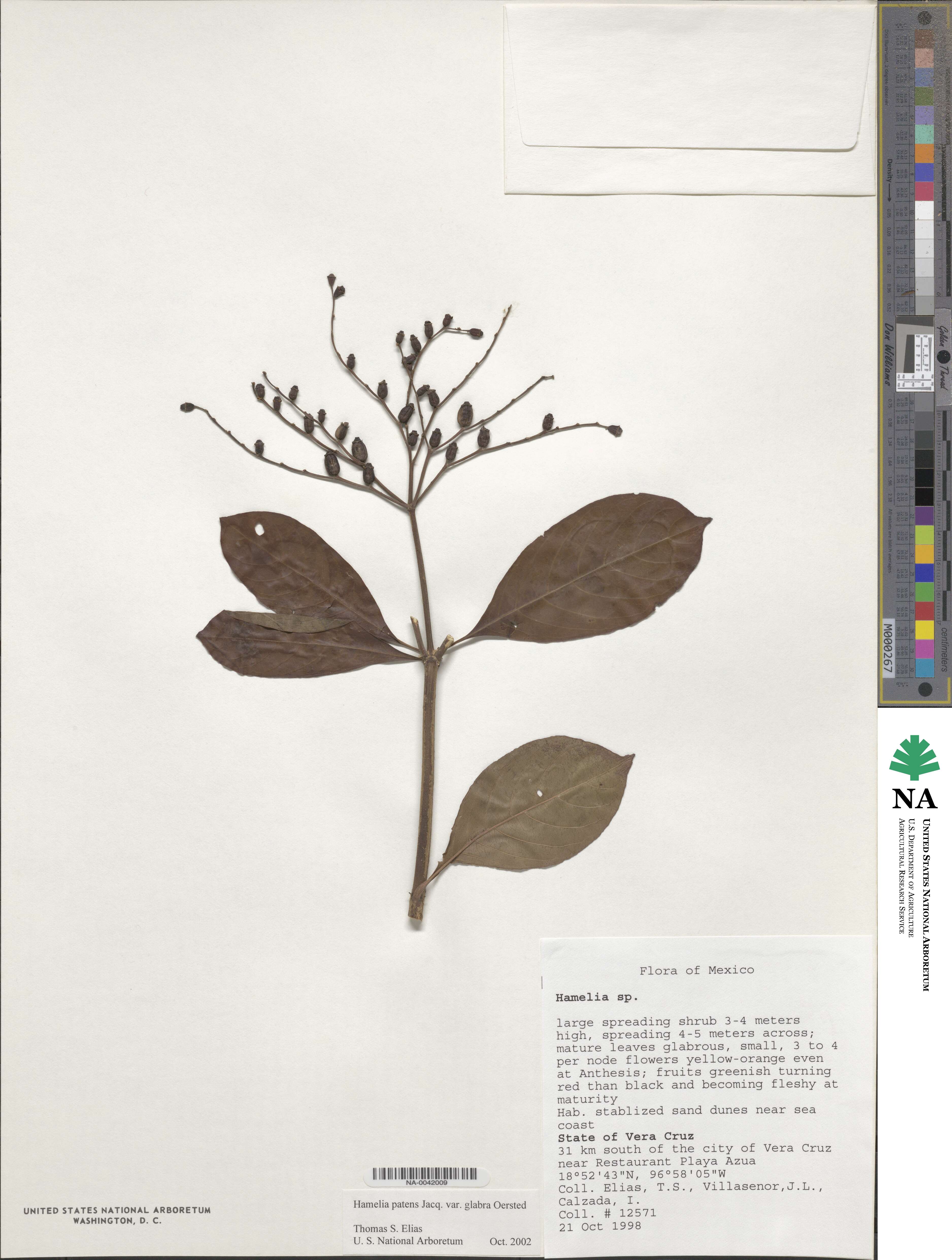 Hamelia patens image