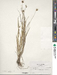 Carex microptera image