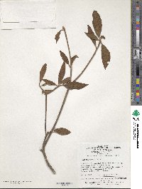 Clethra delavayi image