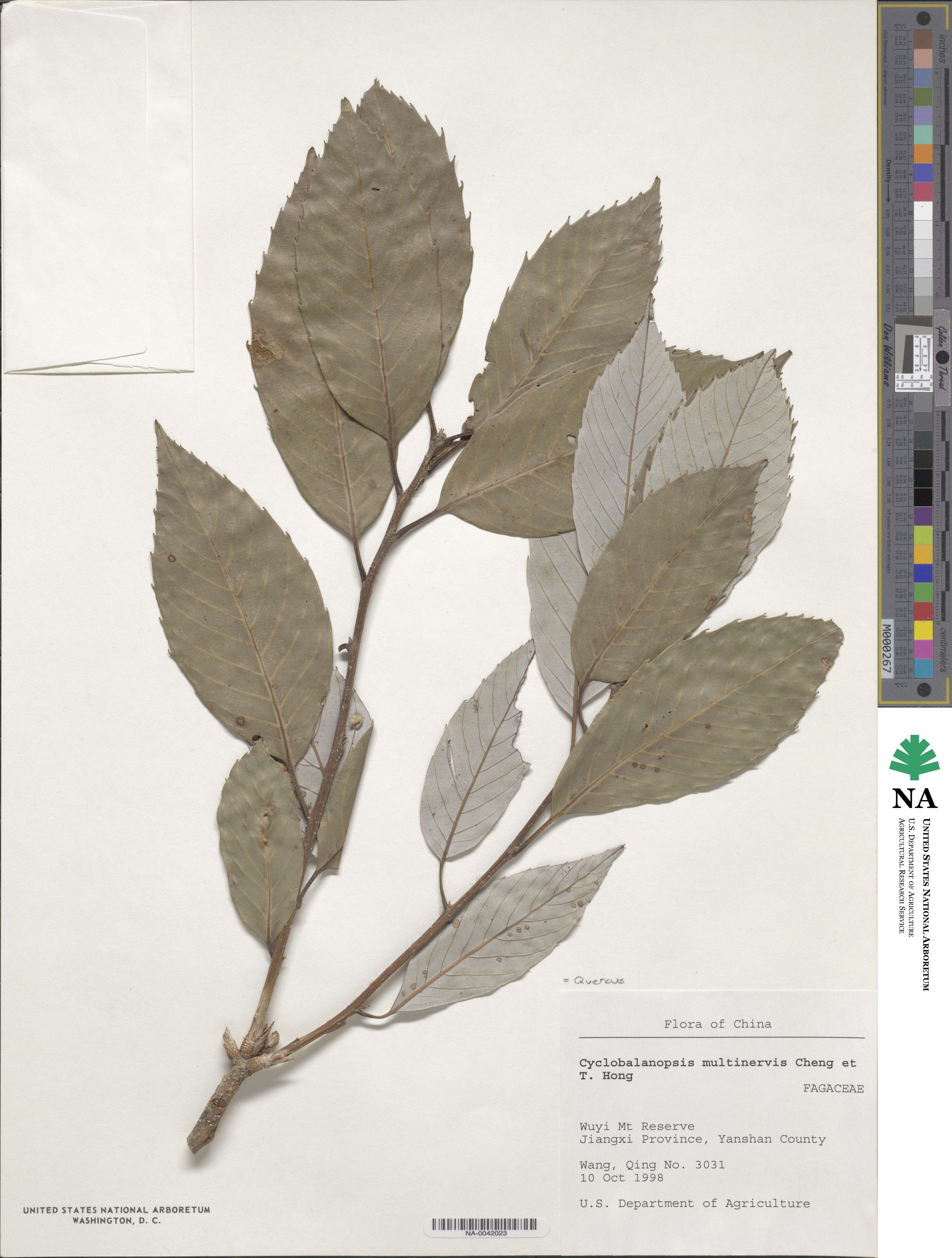 Quercus hypargyrea image