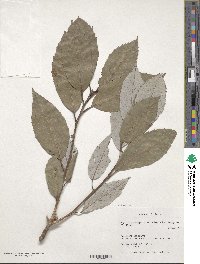 Quercus hypargyrea image