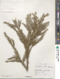 Cryptomeria japonica image