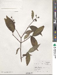 Philadelphus sericanthus image