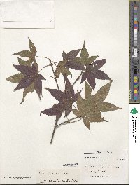 Acer oliverianum image