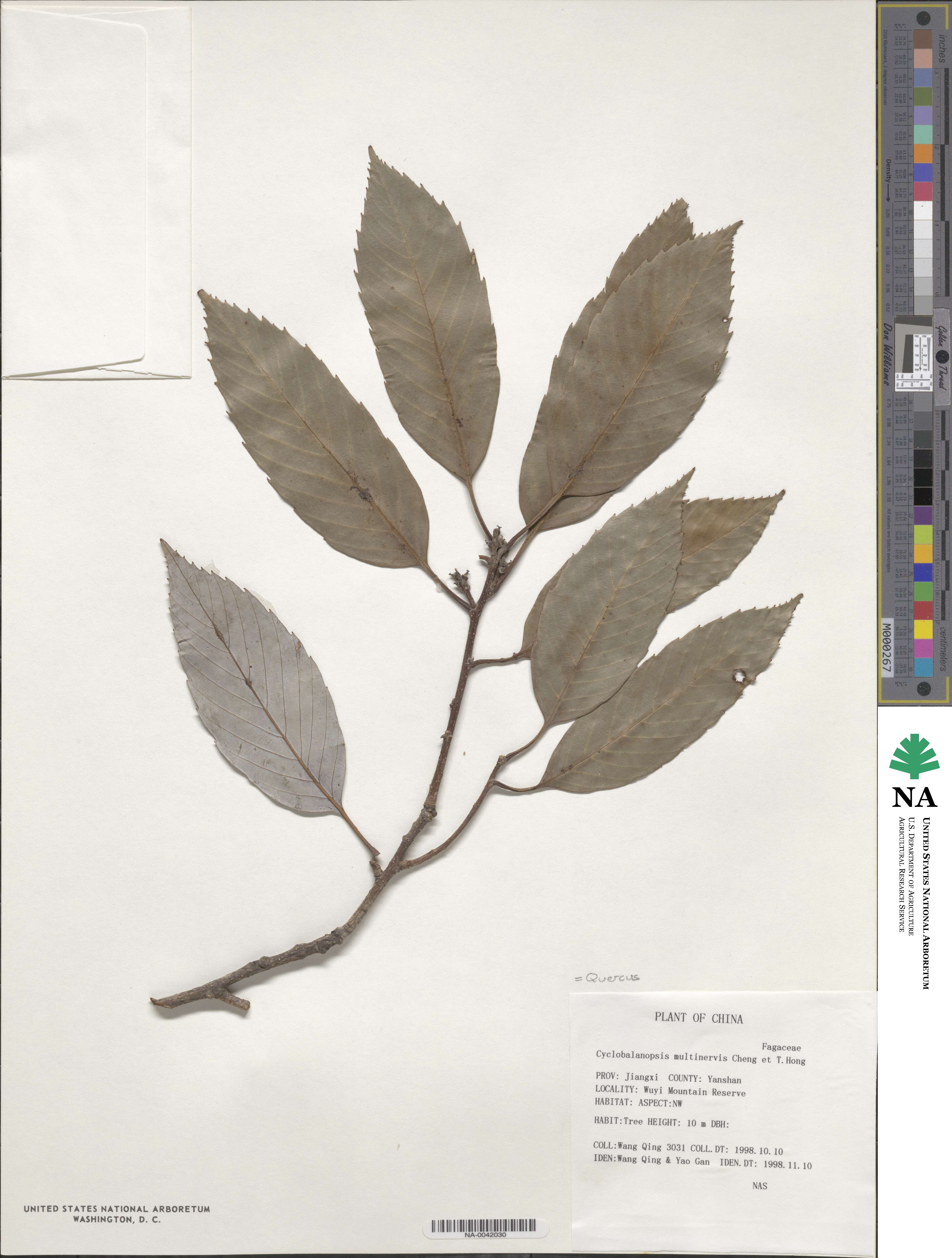 Quercus hypargyrea image