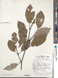 Quercus glauca image