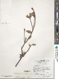 Enkianthus chinensis image