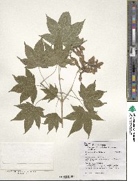 Acer erianthum image