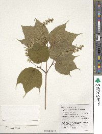 Acer pensylvanicum image