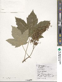 Acer pseudoplatanus image