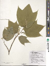 Acer pensylvanicum image