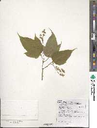 Acer pensylvanicum image