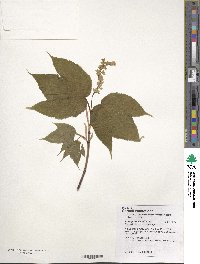 Acer pensylvanicum image