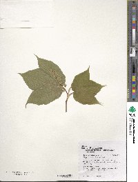Acer pensylvanicum image
