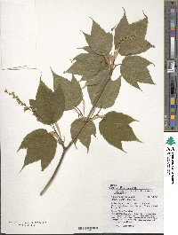 Acer pensylvanicum image