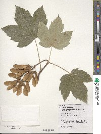 Acer pseudoplatanus image