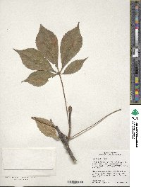 Aesculus glabra image