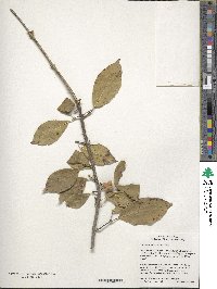 Euonymus atropurpureus image