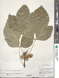 Ptelea trifoliata image