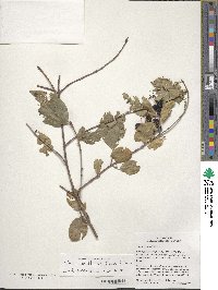 Viburnum prunifolium image