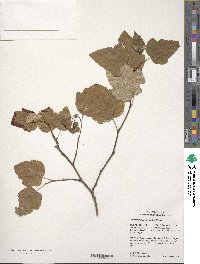 Image of Physocarpus opulifolius