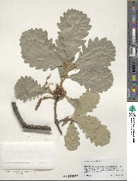 Quercus macranthera image