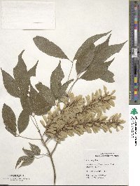 Acer henryi image